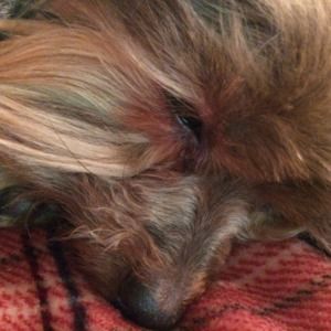 Meet your Posher, Ella